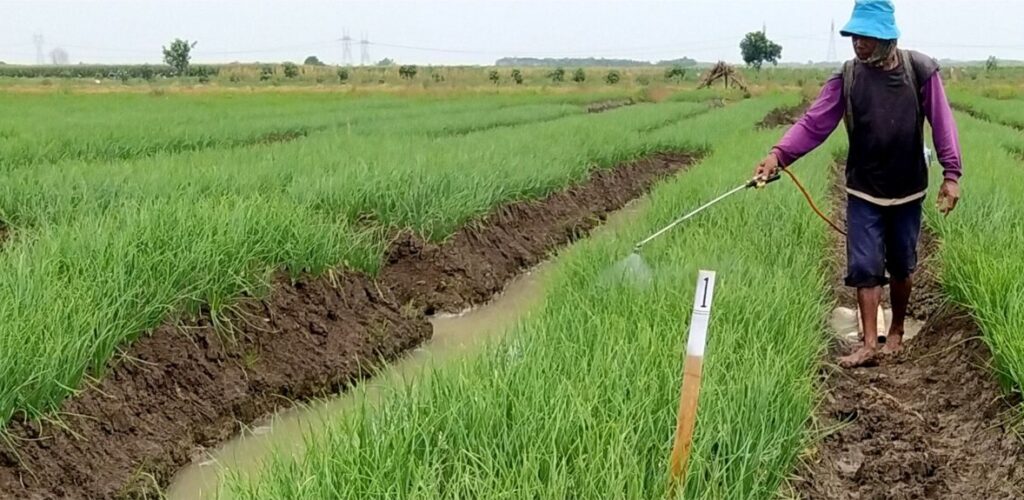 Hama & Penyakit Tanaman Bawang Merah