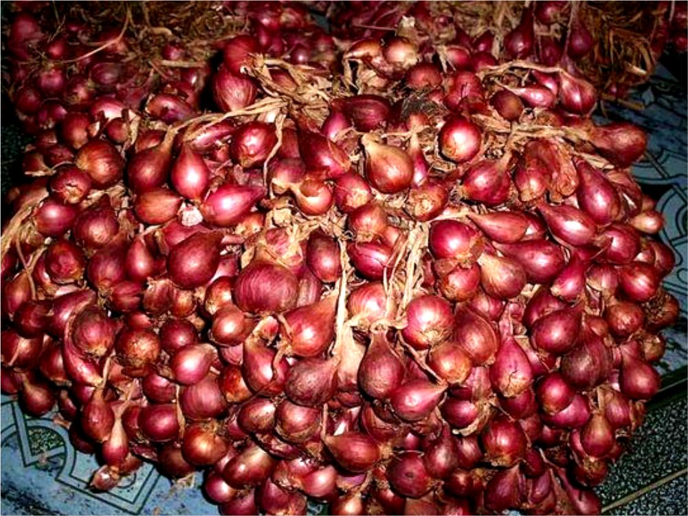 Varietas Bawang Merah Bima Brebes Dari Balitsa